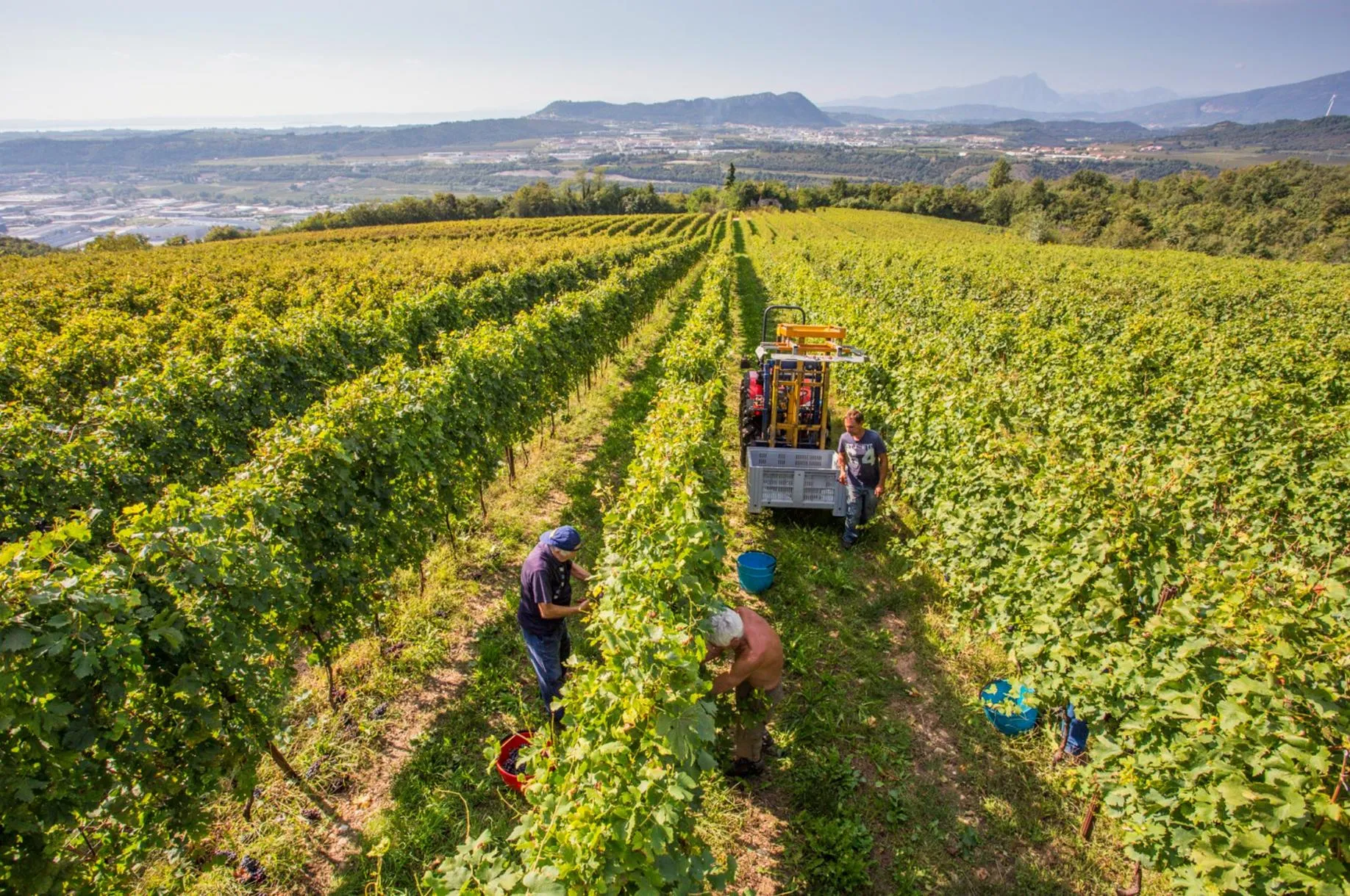 Passeggiata in vigna e degustazione nella Valpolicella