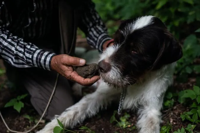 Caccia al tartufo e degustazione a Canelli nel Monferrato