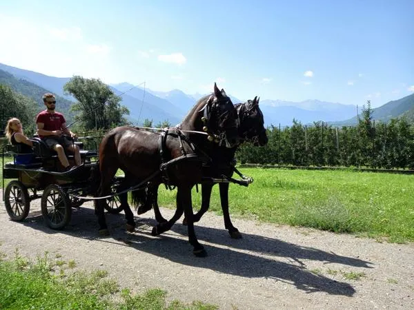 Giro in carrozza tra i meleti della Valtellina