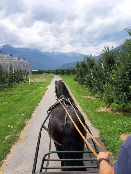 Giro in carrozza tra i meleti della Valtellina