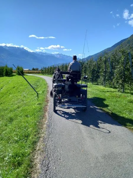 Giro in carrozza tra i meleti della Valtellina