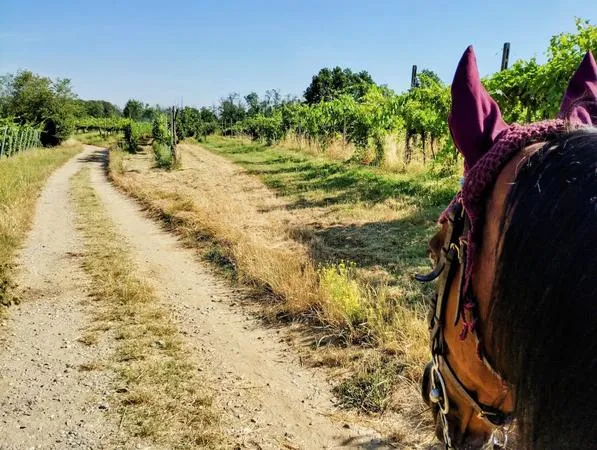 Passeggiata a cavallo tra boschi e vigneti del Lodigiano