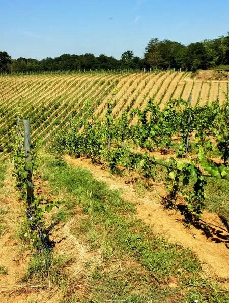 Passeggiata a cavallo tra boschi e vigneti del Lodigiano