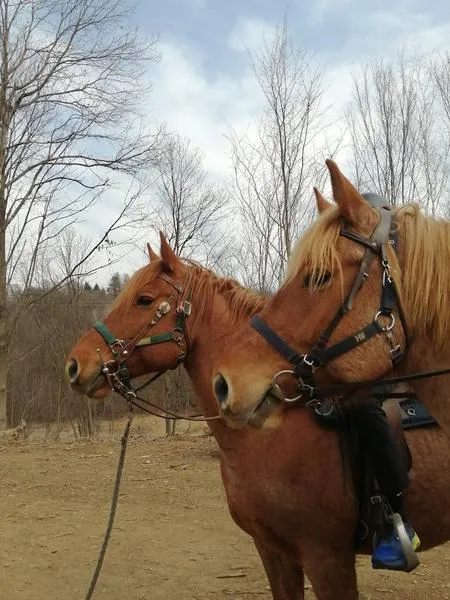 Passeggiata a cavallo a Mongrando nel Biellese