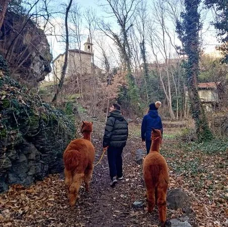 Passeggiata con alpaca in Valle d'Aosta a Montjovet