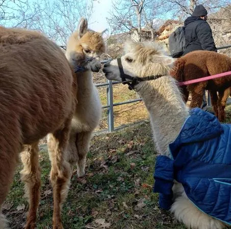 Passeggiata con alpaca in Valle d'Aosta a Montjovet