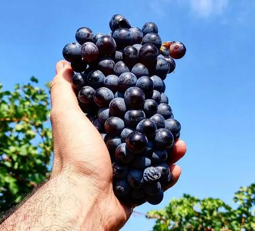 Degustazione e visita di una cantina familiare in Franciacorta