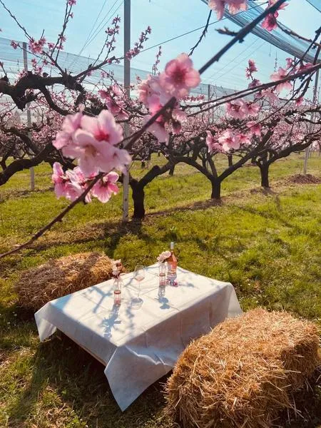 Picnic in vigna fuori Verona con degustazione vini