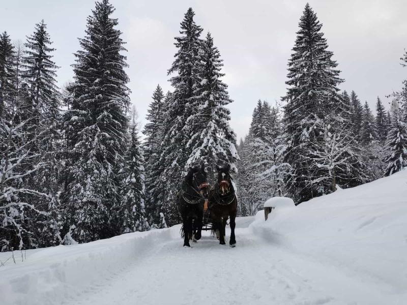Le migliori 20 esperienze con animali da regalare nel 2025
