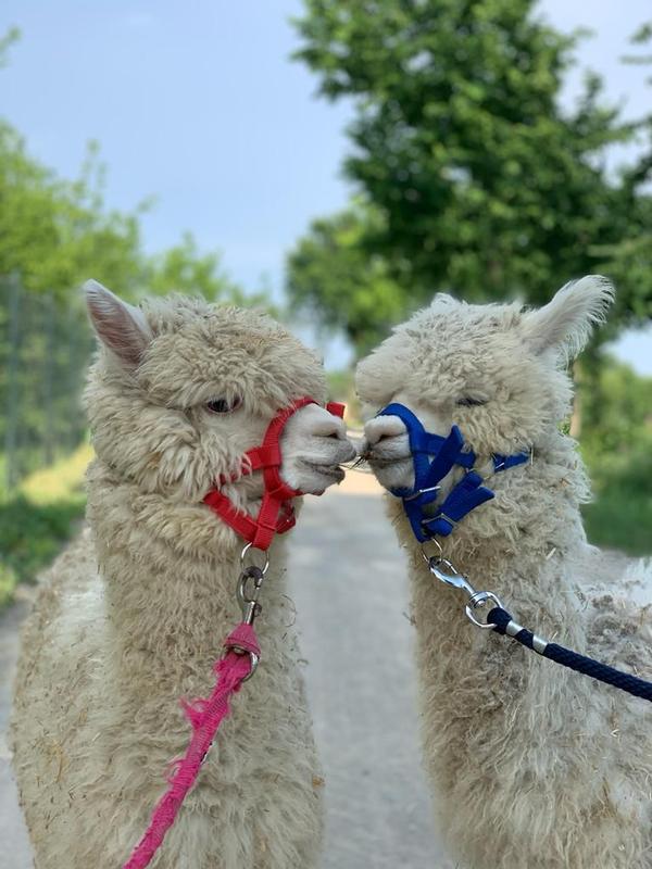 Le migliori 20 esperienze con animali da regalare in Lombardia
