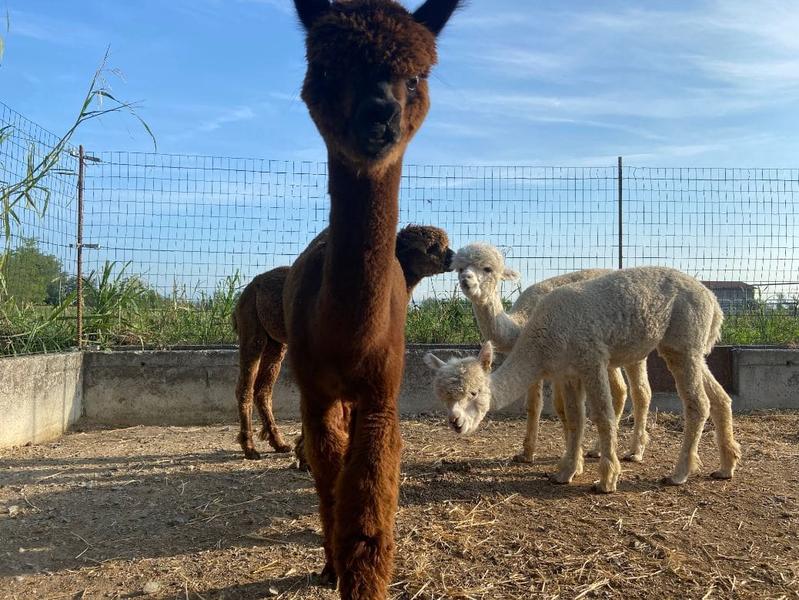 Le 20 migliori idee regalo per bambina tra 10 e 12 anni