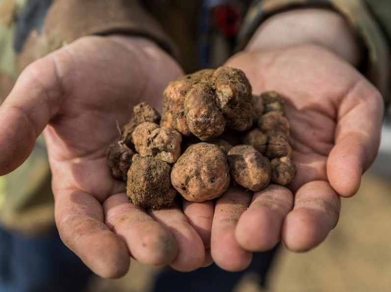 Caccia al Tartufo in Toscana: le 2 migliori