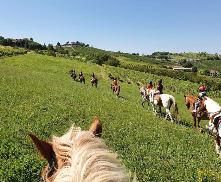 Passeggiate a Cavallo e con gli Alpaca ad Alba: le 5 migliori
