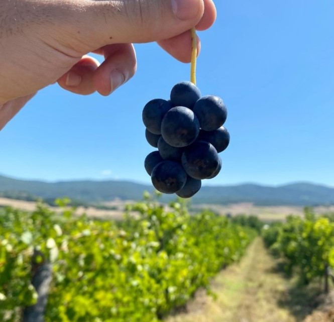 Degustazione vini a Firenze: le 4 migliori