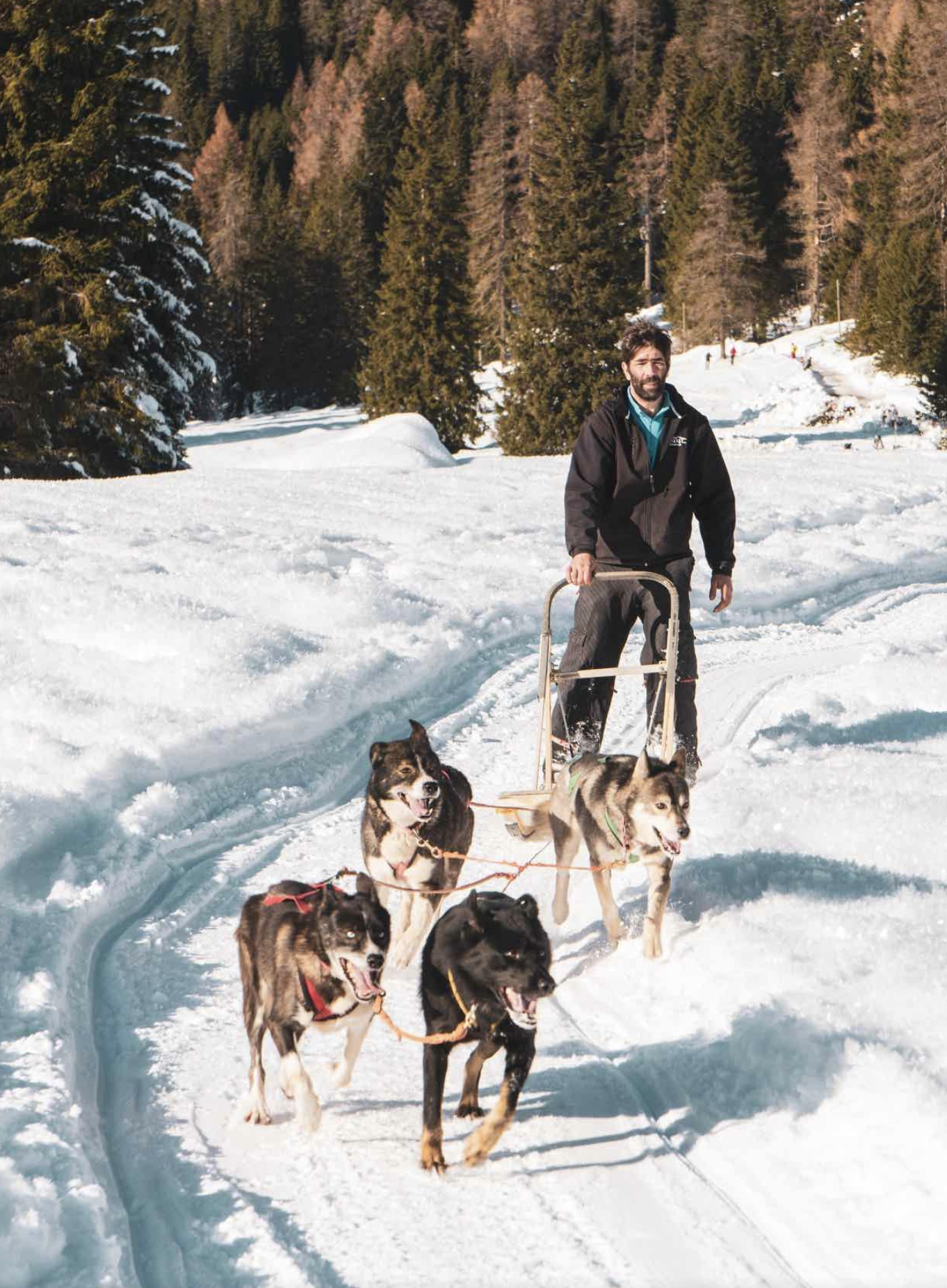 La migliore escursione di Sleddog in Trentino
