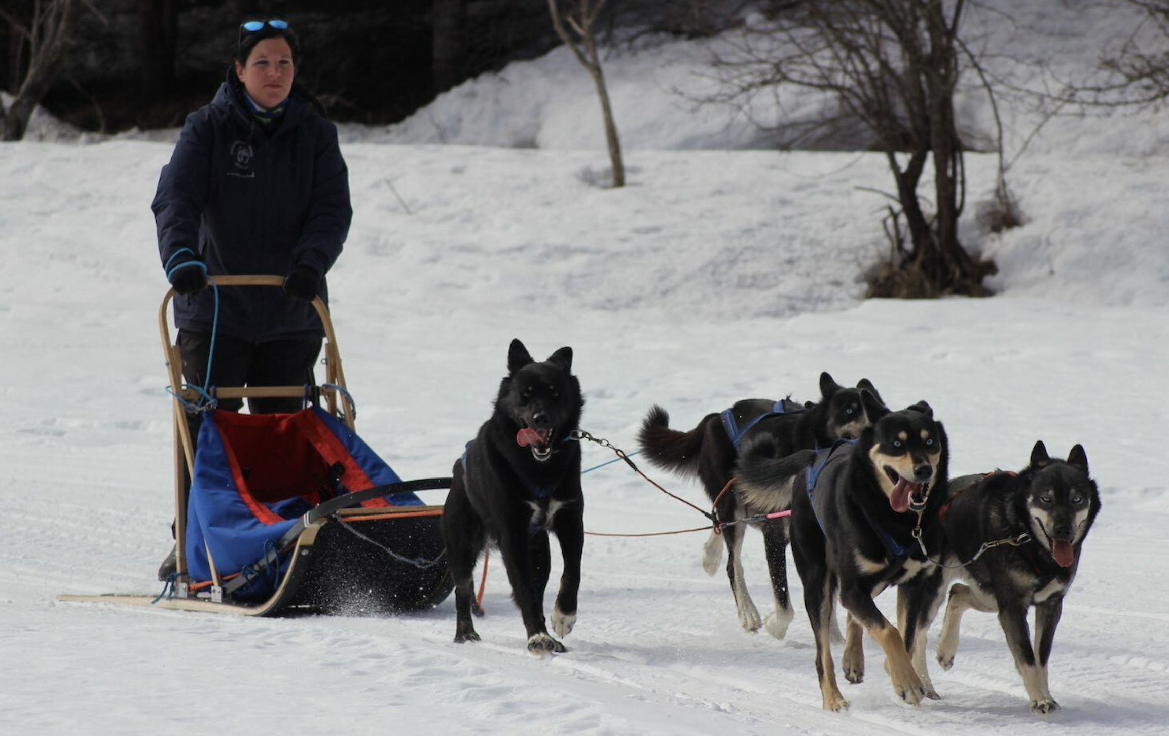 Sleddog in Italia: i 3 migliori