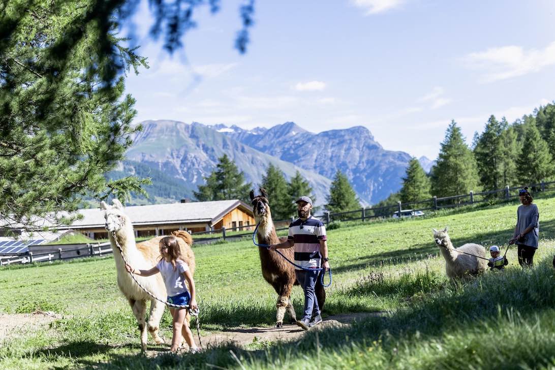 Le migliori 10 esperienze con animali in Lombardia
