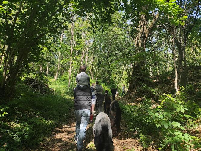 La migliore passeggiata con Alpaca in Veneto