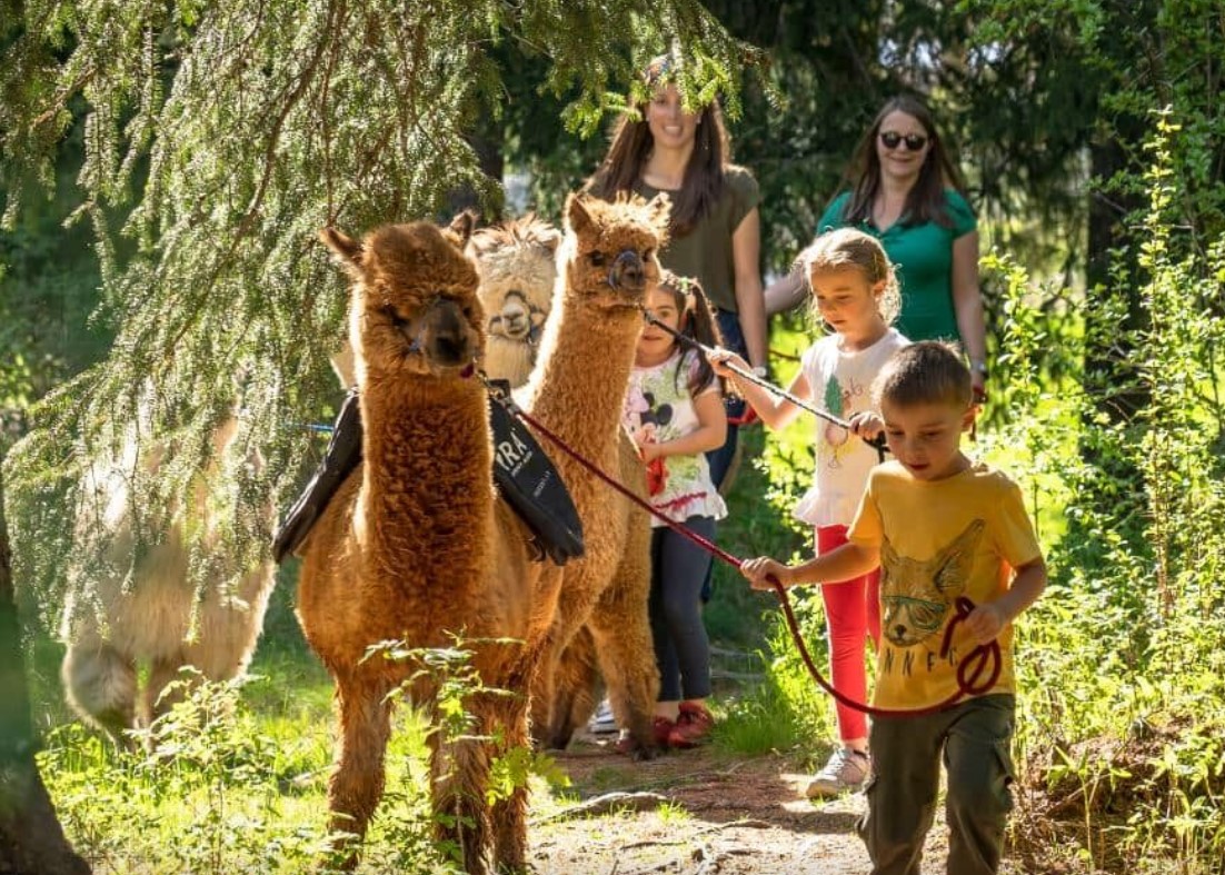 Passeggiate con Alpaca in Lombardia: Le 7 migliori